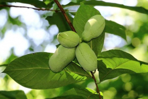 Drzewa owocowe Drzewa owocowe